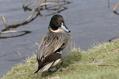 Anas platyrhynchos × acuta