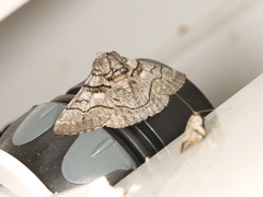 Hypobapta diffundens