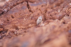 Holcocranum saturejae