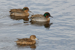 Anas acuta × crecca