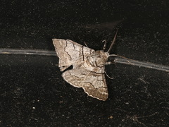 Hypobapta diffundens