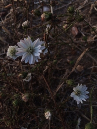 iNaturalist observation photo of Sunflowers, Daisies, Asters, and Allies