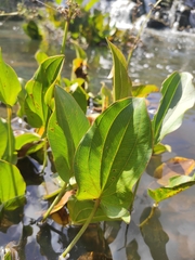 Echinodorus longiscapus