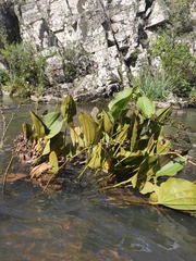 Echinodorus longiscapus