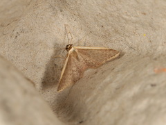 Idaea costaria