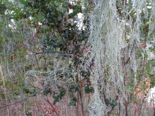 iNaturalist observation photo of lace lichen