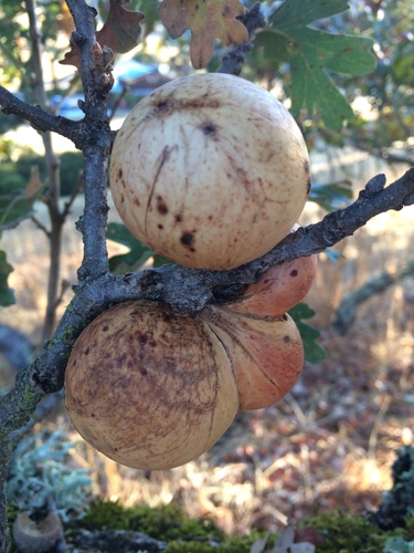 iNaturalist observation photo of California Gall Wasp
