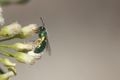 Callistochlora chloris