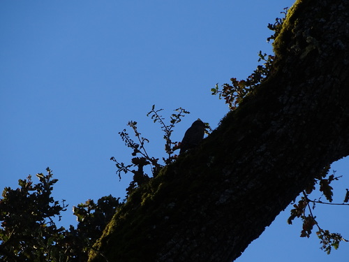 iNaturalist observation photo of Northern Flicker