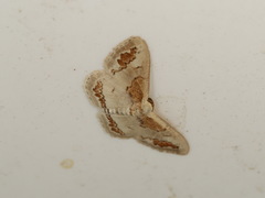 Dithalama cosmospila