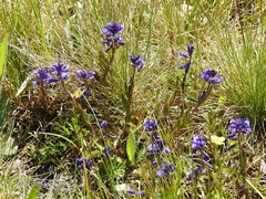 Polygala serpyllifolia