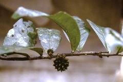 Duguetia