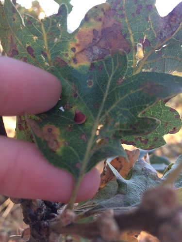 iNaturalist observation photo of Red Cone Gall Wasp