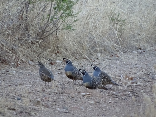 iNaturalist observation photo of California Quail