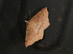 Rhinodia rostraria