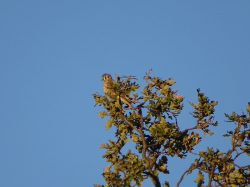 iNaturalist observation photo of American Kestrel