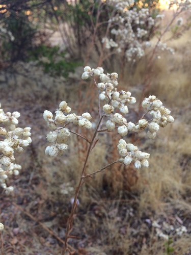 iNaturalist observation photo of California cudweed