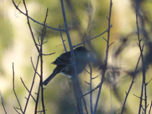 iNaturalist observation photo of Golden-crowned Sparrow