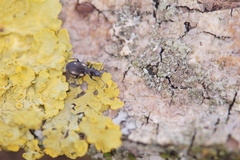 Lionychus quadrillum