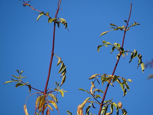 iNaturalist observation photo of blue elder