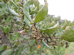 Azara integrifolia