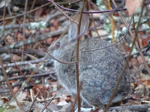 iNaturalist observation photo of Brush Rabbit