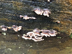 Trametes versicolor
