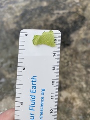 Dictyosphaeria cavernosa