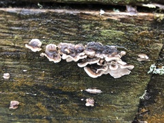 Trametes versicolor