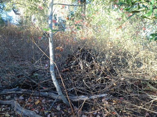 iNaturalist observation photo of Woodrats