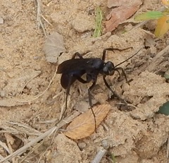 Anoplius depressipes