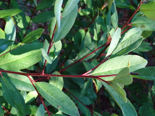 iNaturalist observation photo of coffeeberry