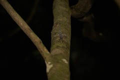 Bavayia crassicollis