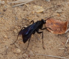 Anoplius depressipes