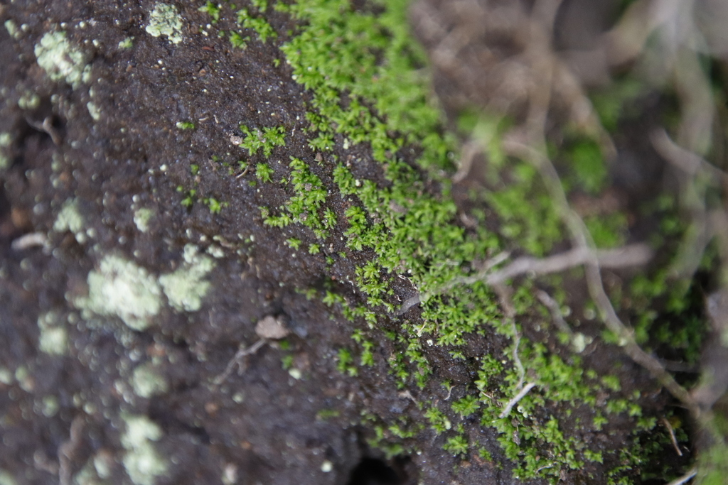 Didymodon tophaceopsis
