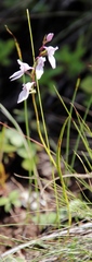 Brownleea recurvata