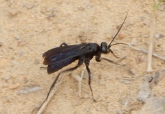 Anoplius depressipes