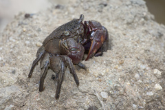 Episesarma chentongense