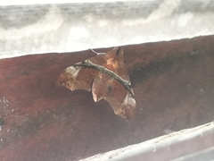 Aleuron iphis