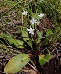 Alepidea natalensis
