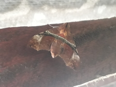 Aleuron iphis