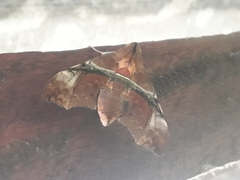 Aleuron iphis