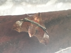 Aleuron iphis