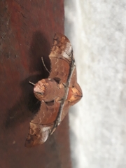 Aleuron iphis