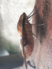 Aleuron iphis
