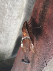 Aleuron iphis