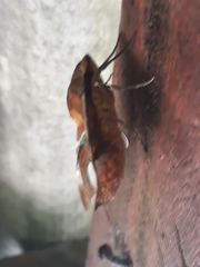Aleuron iphis