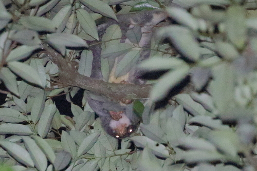 Australian Spotted Cuscus