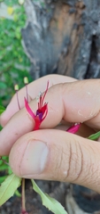 Fuchsia regia reitzii