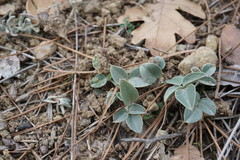 Hedysarum candidum